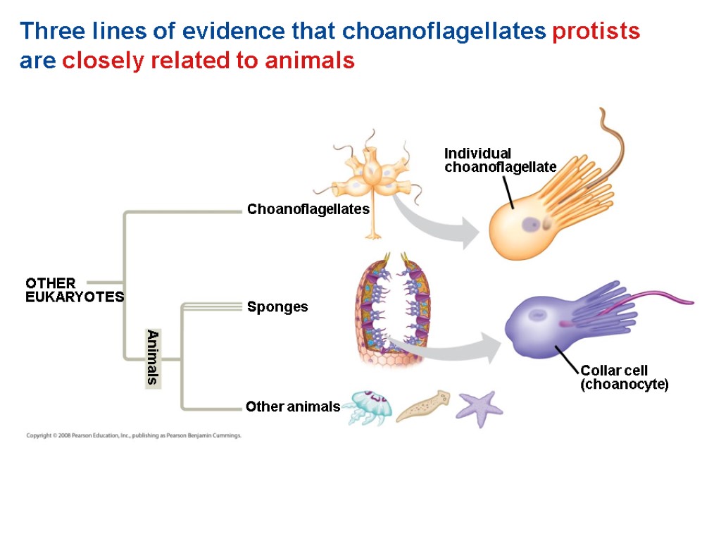 Three lines of evidence that choanoflagellates protists are closely related to animals OTHER EUKARYOTES